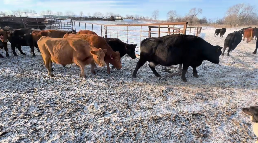 Solid and Broken mouth, April – May calvers, 1250 lbs!-BC1208A5